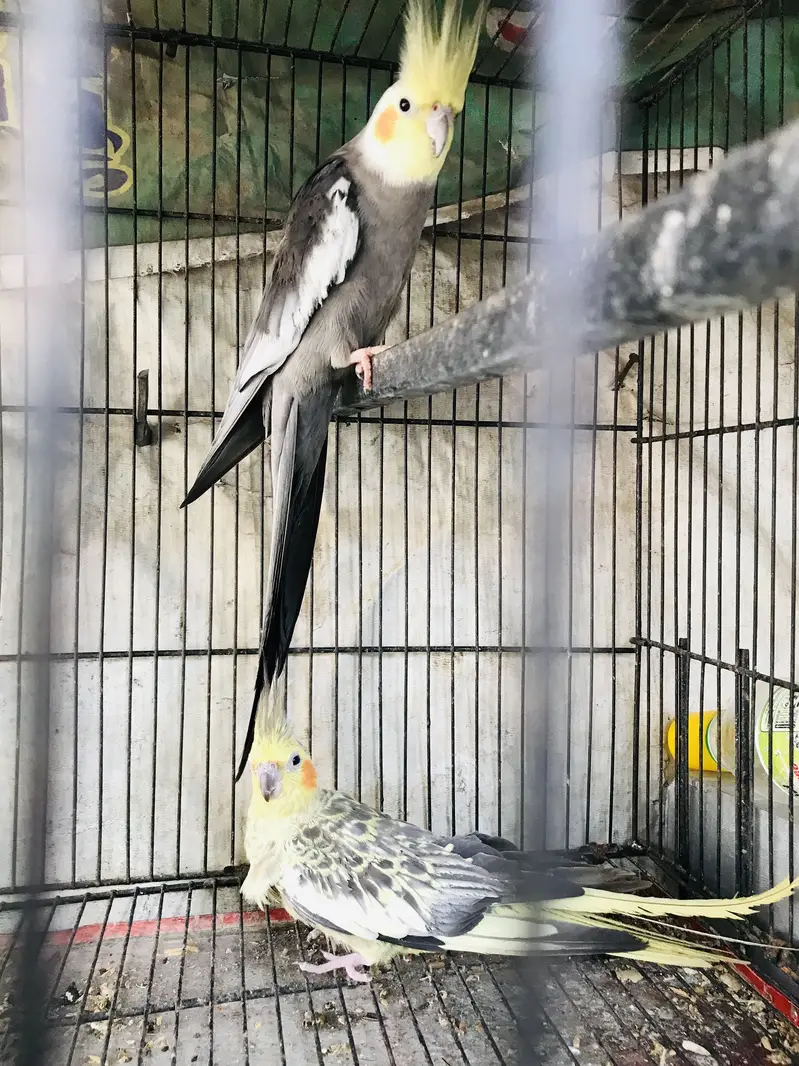 Full healthy and active Payar — photo 2