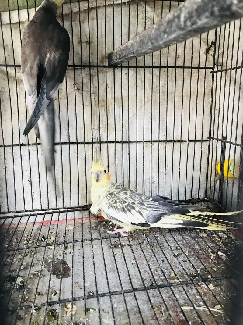 Full healthy and active Payar — photo 3