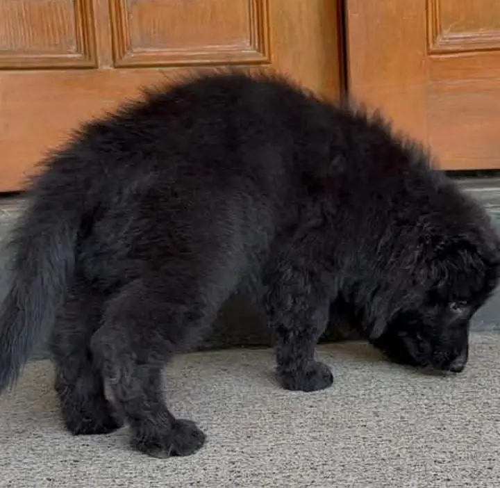 German Shepherd Puppy Long Coat