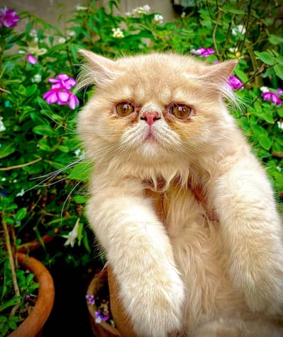 Persian Peki Fawn white kitten