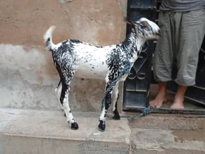 bakra