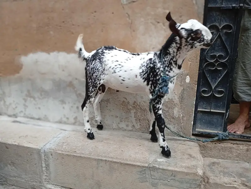 bakra — photo 2