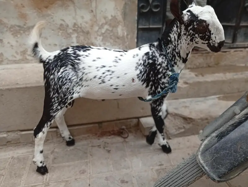 bakra — photo 3