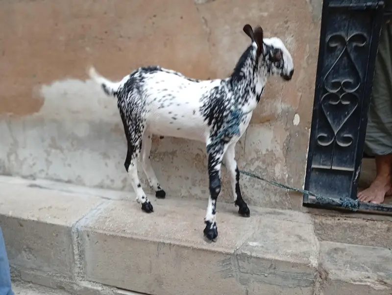 bakra — photo 4