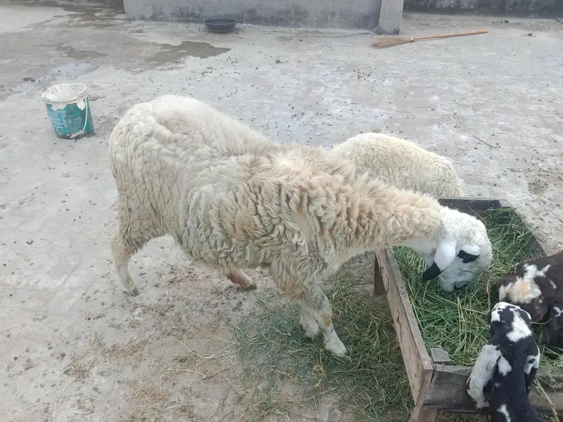 1 adad bhaid he — photo 2