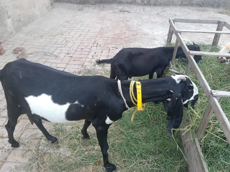 1 adad bhaid he — photo 3