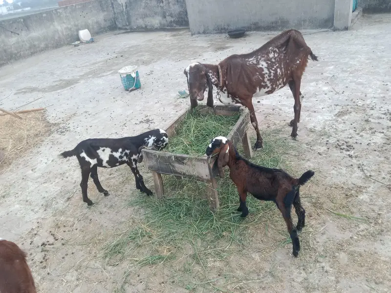 1 adad bhaid he — photo 5