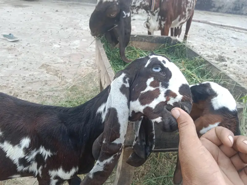 1 adad bhaid he — photo 6