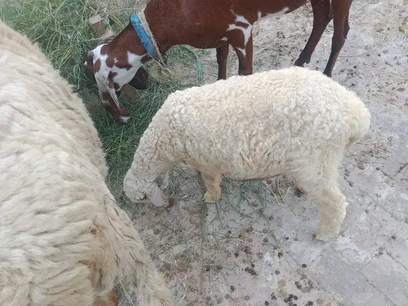 1 adad bhaid he — photo 7