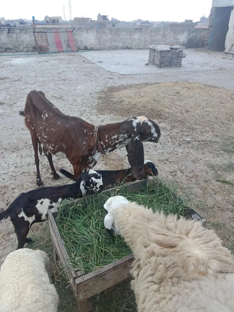 1 adad bhaid he — photo 11