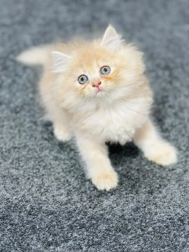 Cash on delivery persian cats & Kittens Available- Healthy & Playfull