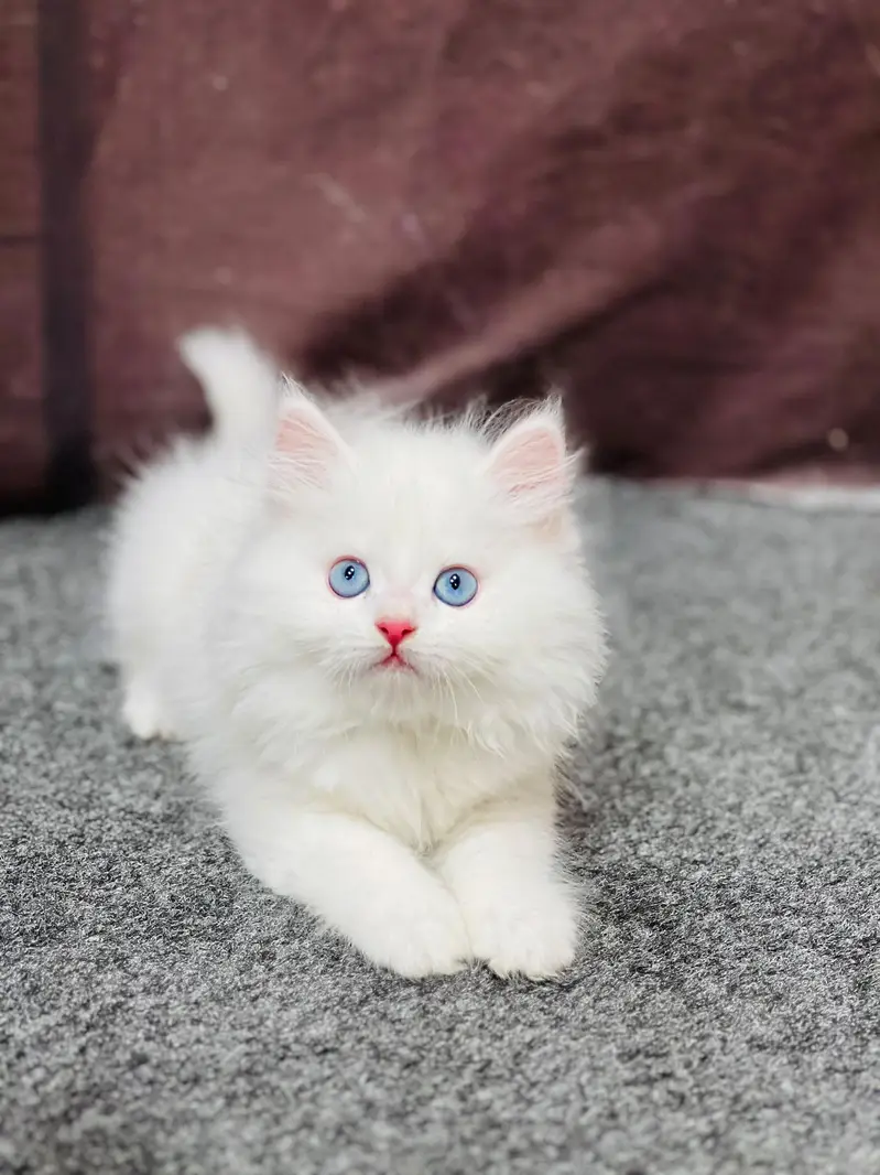 Cash on delivery persian cats & Kittens Available- Healthy & Playfull — photo 2