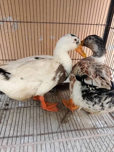 beautiful pair of duck
