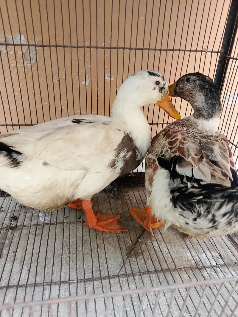 beautiful pair of duck
