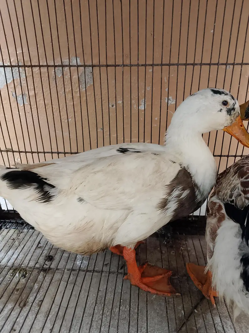 beautiful pair of duck — photo 2