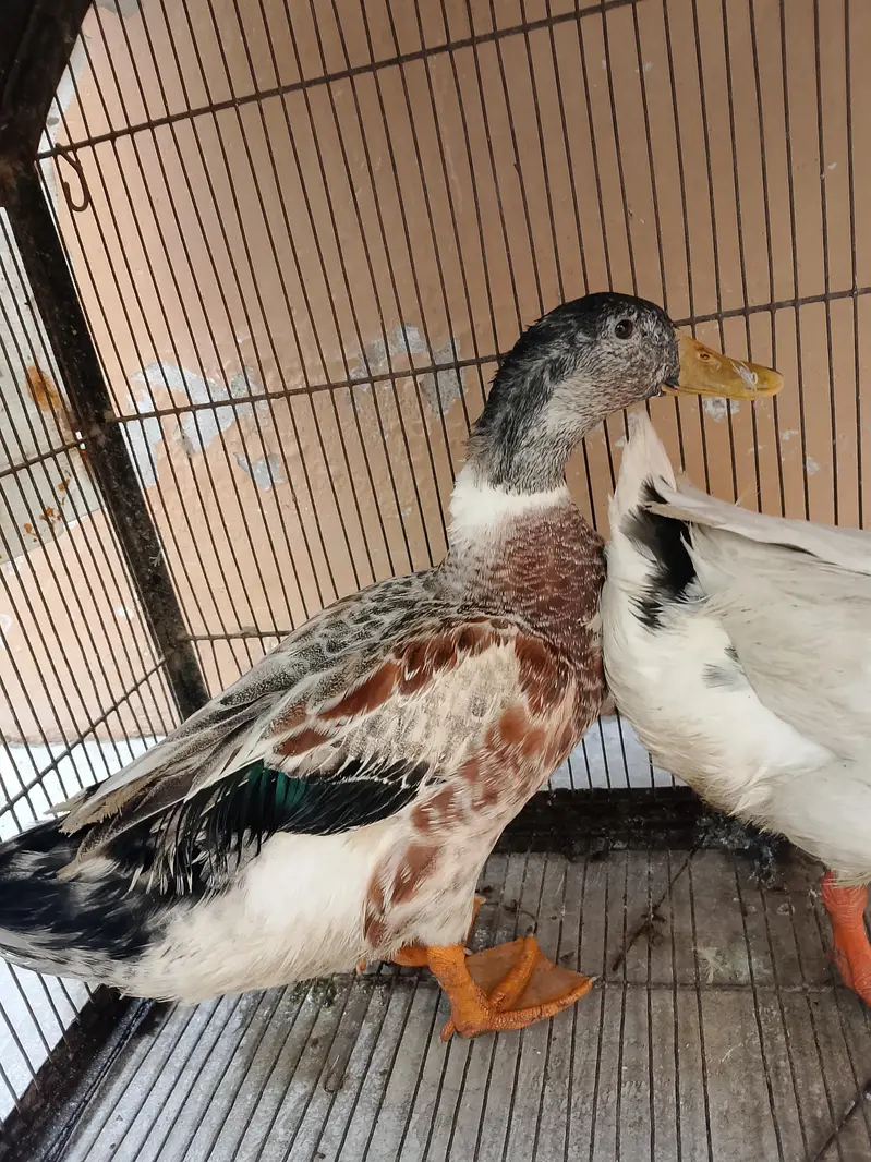 beautiful pair of duck — photo 3