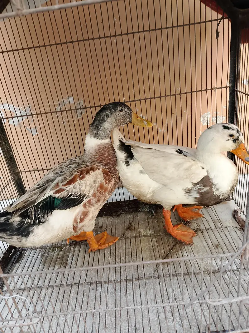 beautiful pair of duck — photo 4