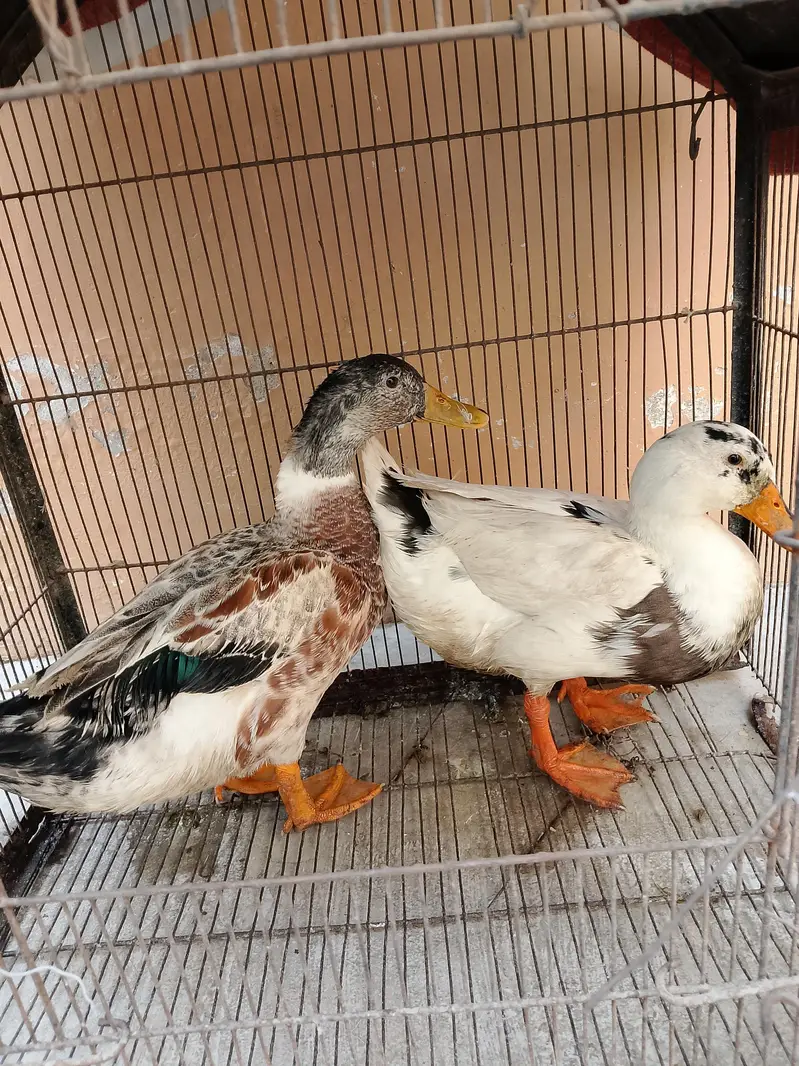 beautiful pair of duck — photo 5