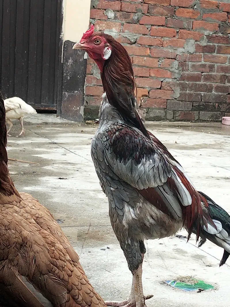aseel breeder