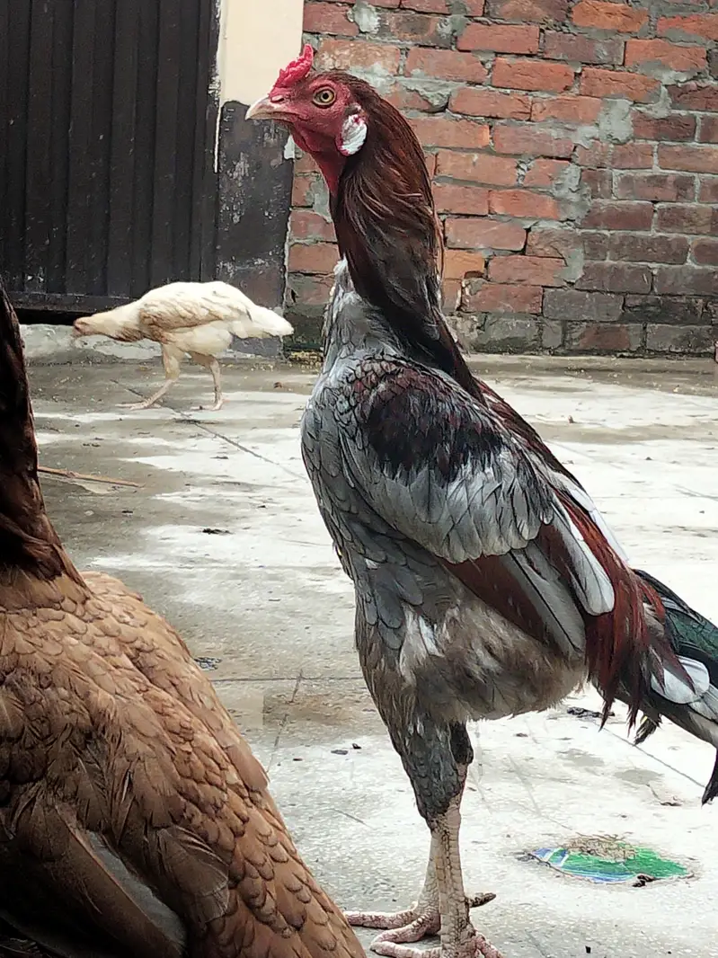 aseel breeder — photo 2