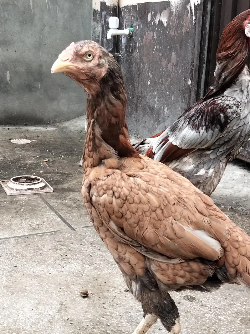 aseel breeder — photo 3