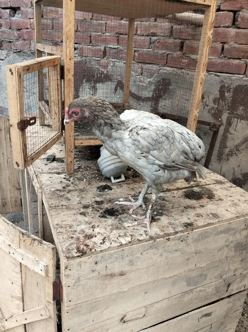 aseel breeder — photo 4