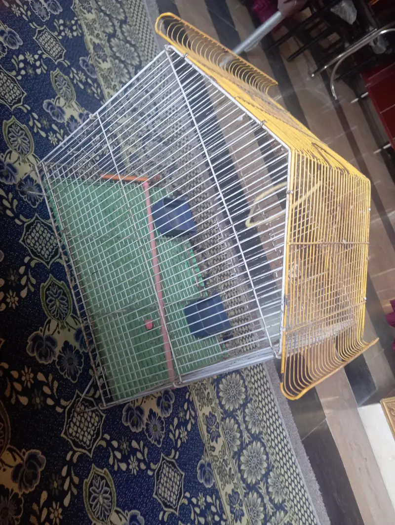 parrot cage