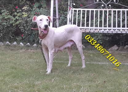 Breeder Gultair female dubble body