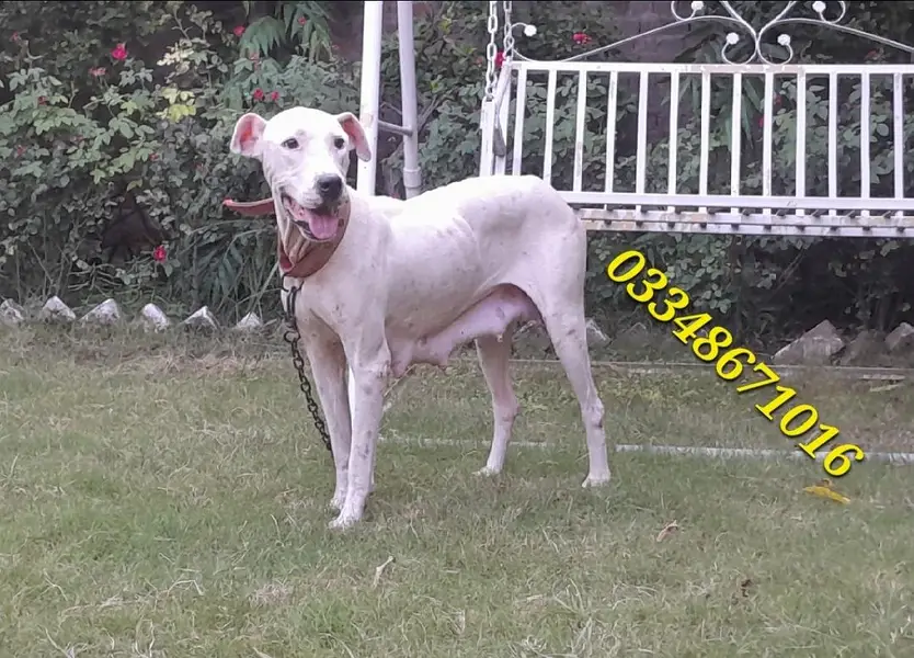 Breeder Gultair female dubble body