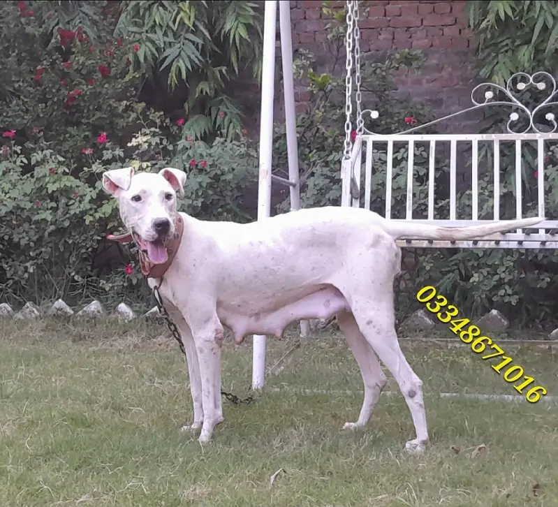 Breeder Gultair female dubble body — photo 2