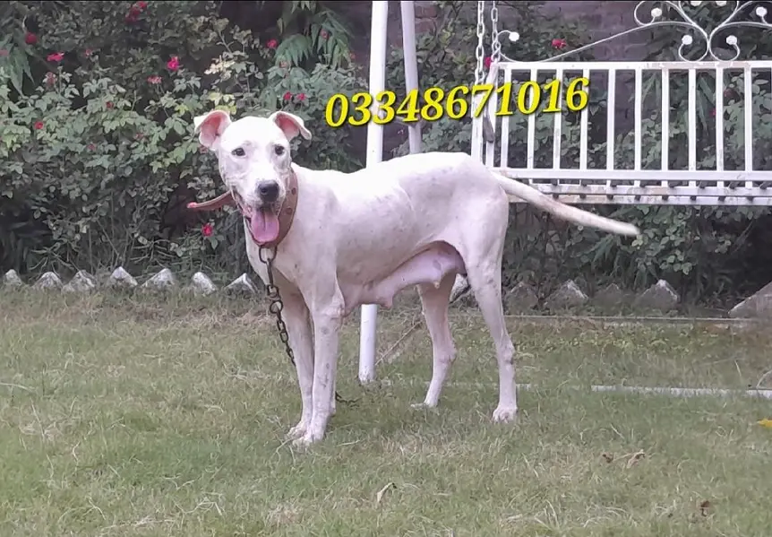 Breeder Gultair female dubble body — photo 3