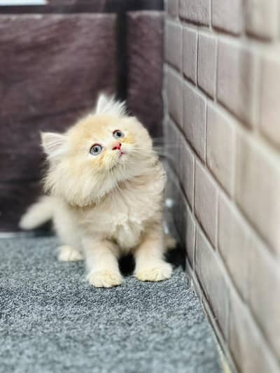 Cash on delivery persian cats & Kittens Available- Healthy & Playfull