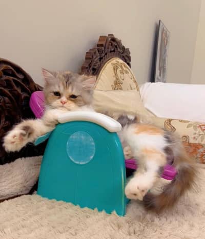 Semi Punch triple coated kittens for sale