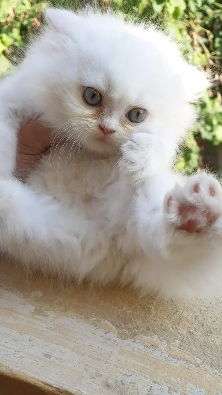 Persian kitten for urgent sale triple cod WhatsAp o/3/4/o/1/4/3/o/o/37 — photo 3
