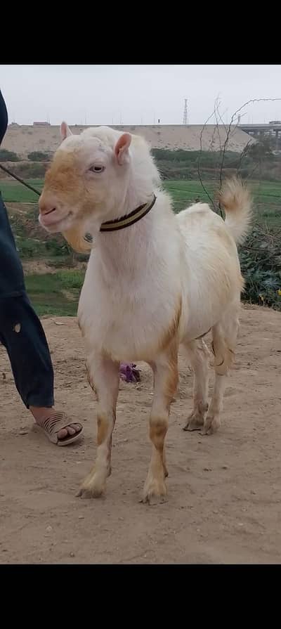Pure teda Bakra and bakri