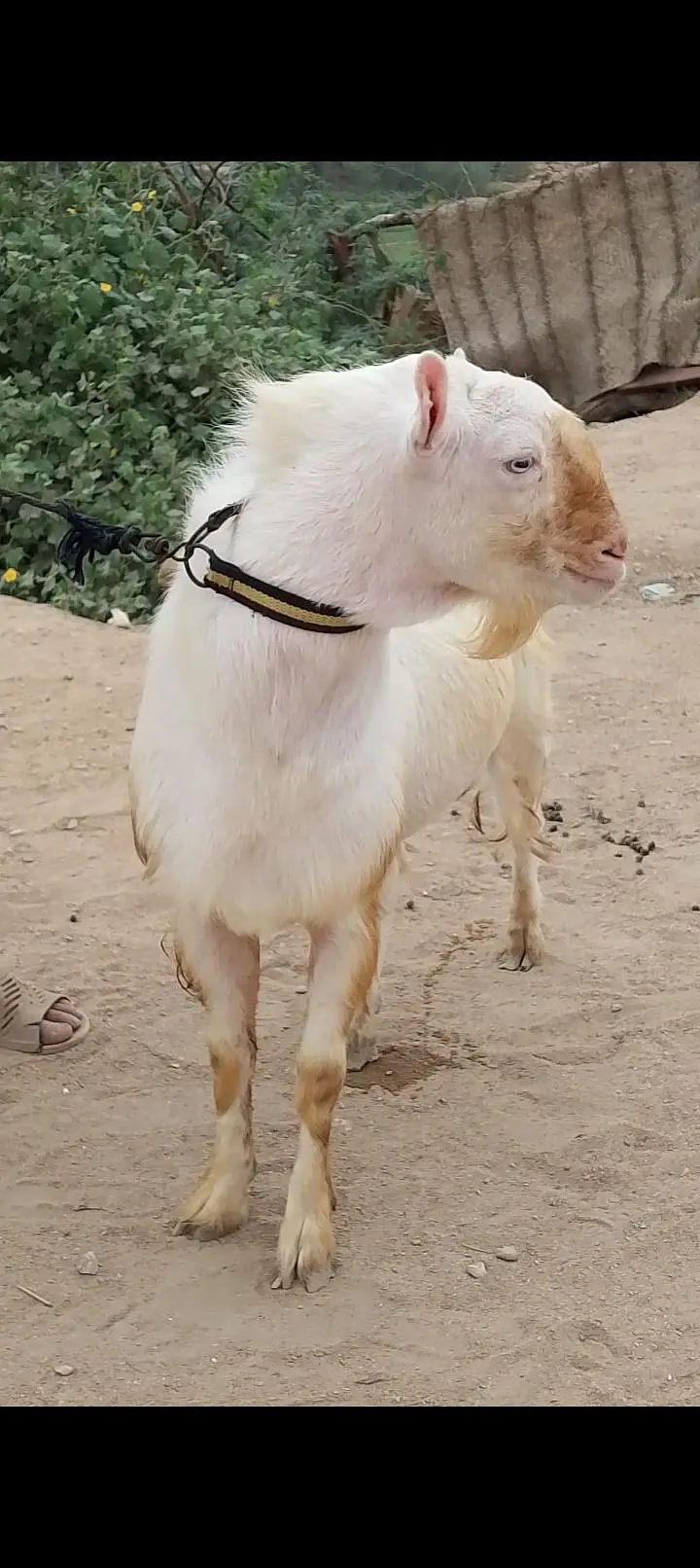 Pure teda Bakra and bakri — photo 2