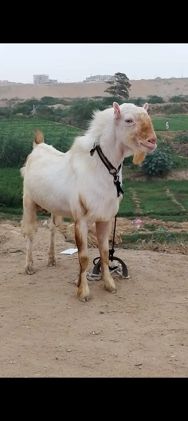 Pure teda Bakra and bakri — photo 3