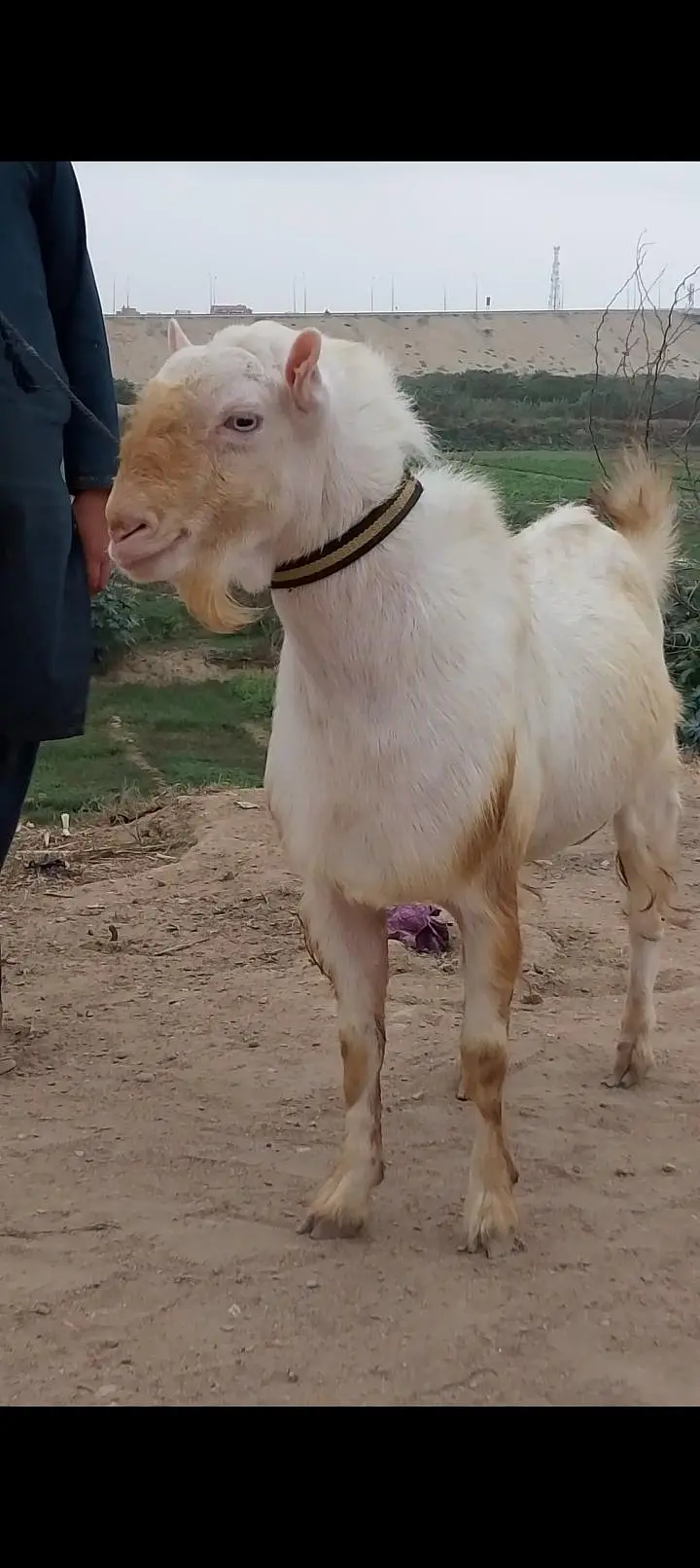 Pure teda Bakra and bakri — photo 4