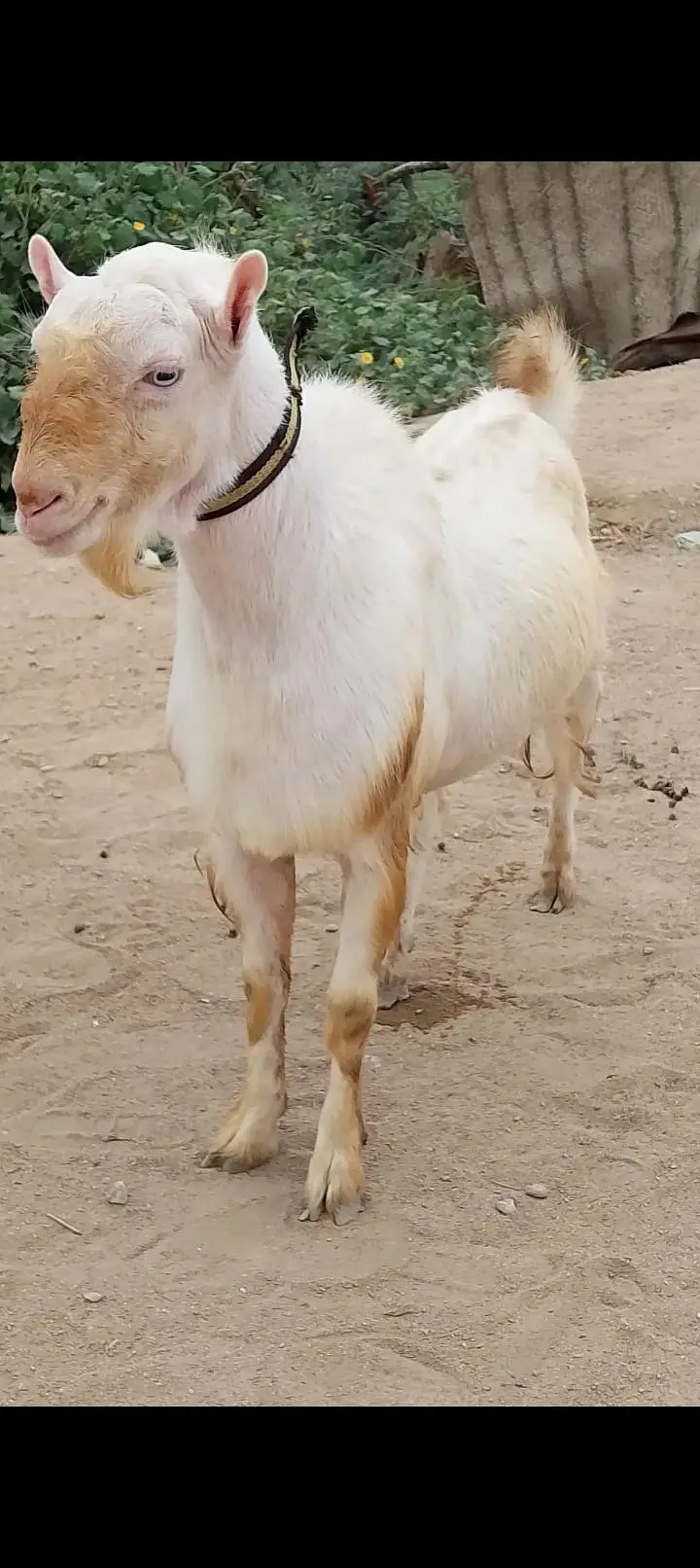 Pure teda Bakra and bakri — photo 5