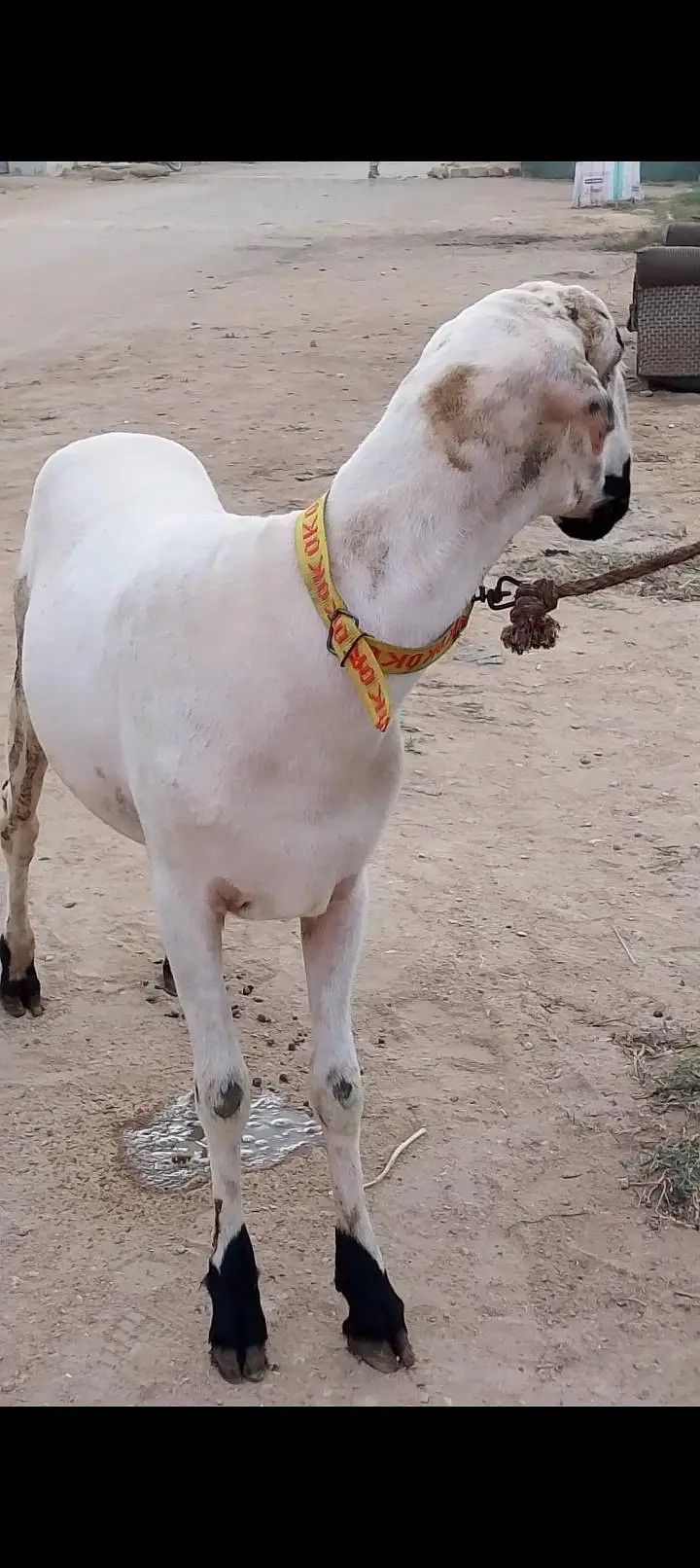 Pure teda Bakra and bakri — photo 6