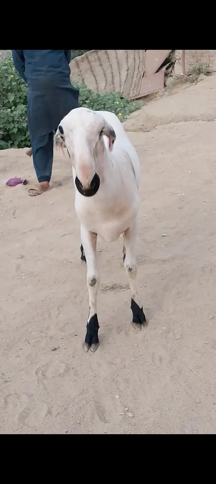 Pure teda Bakra and bakri — photo 7