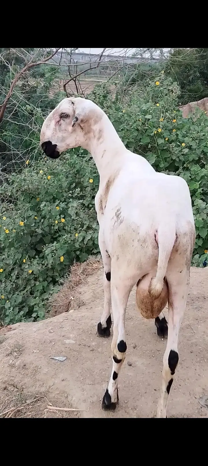 Pure teda Bakra and bakri — photo 9