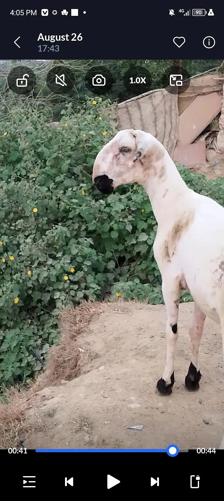Pure teda Bakra and bakri — photo 10
