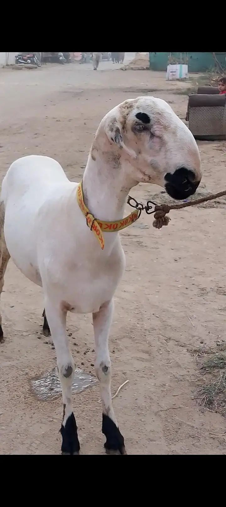 Pure teda Bakra and bakri — photo 12