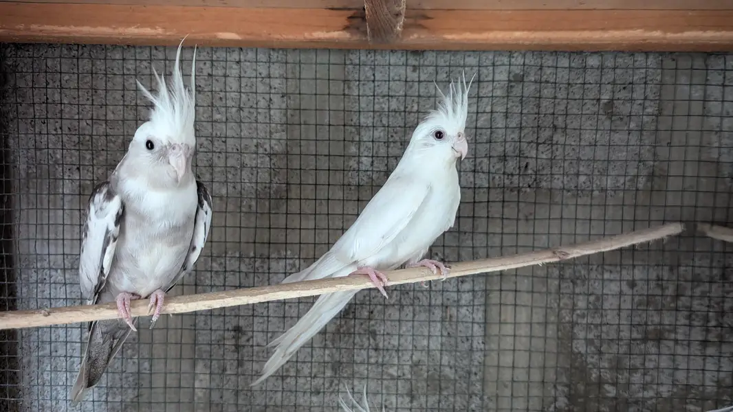Cocktail Parrot — photo 2