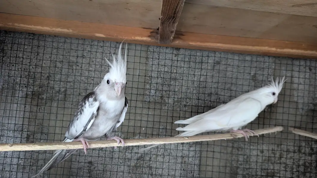 Cocktail Parrot — photo 3