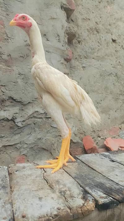 white shamo| king size shamo |german shamo |4.5 month old shamo chicks