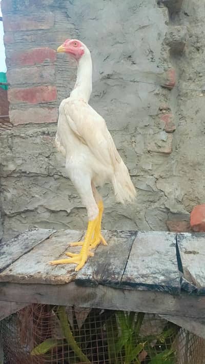 white shamo| king size shamo |german shamo |5 month old shamo chicks