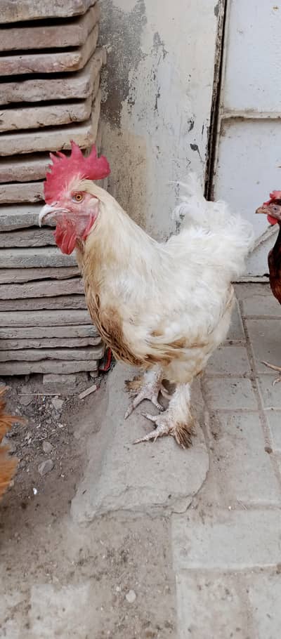 urgent sale 1 male & 1 female