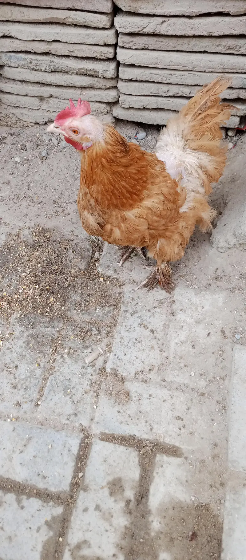 urgent sale 1 male & 1 female — photo 2
